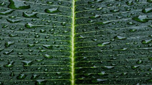leaf.jpg